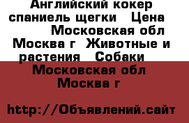 Английский кокер спаниель щегки › Цена ­ 15 000 - Московская обл., Москва г. Животные и растения » Собаки   . Московская обл.,Москва г.
